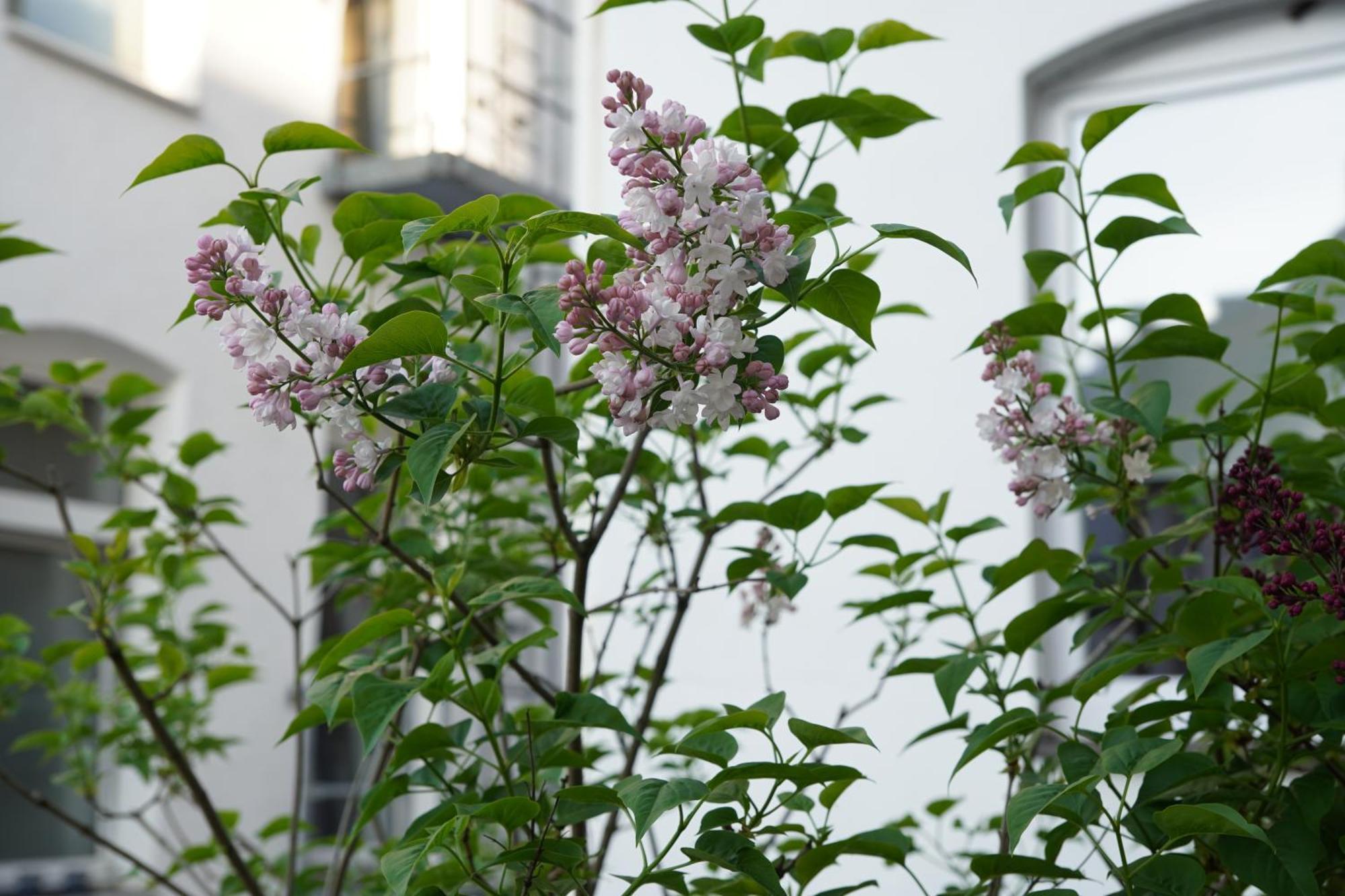 Apartment Bright, Spacious With A Lovely Terrace In The Heart Of Aachen